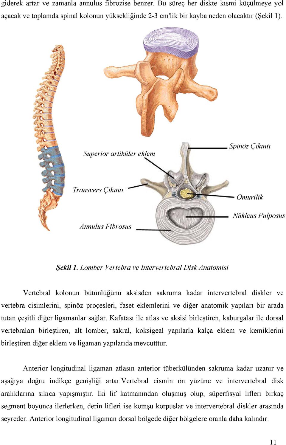Lomber Vertebra ve Intervertebral Disk Anatomisi Vertebral kolonun bütünlüğünü aksisden sakruma kadar intervertebral diskler ve vertebra cisimlerini, spinöz proçesleri, faset eklemlerini ve diğer