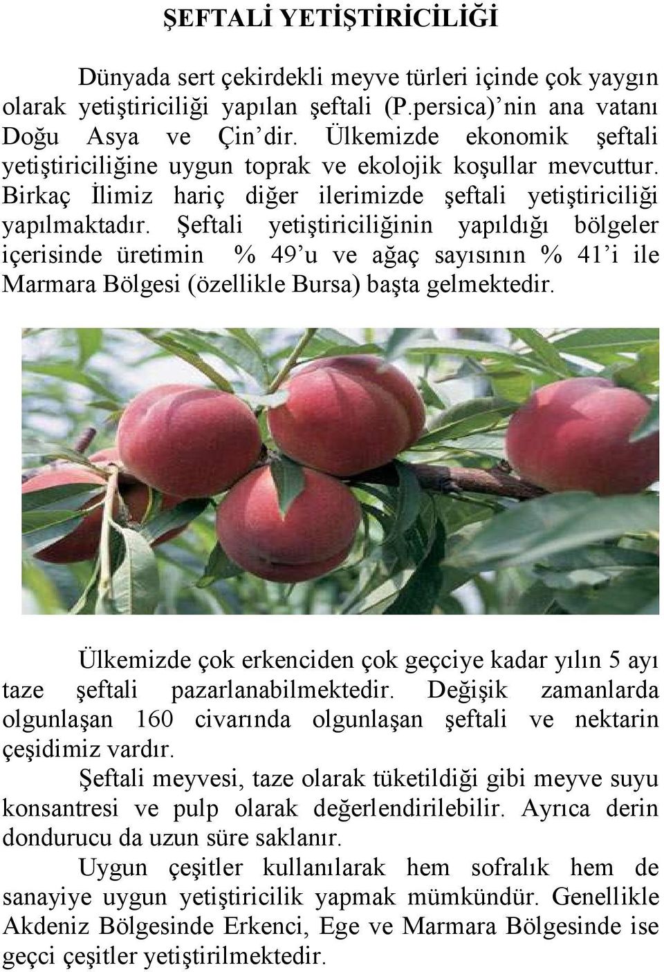 Şeftali yetiştiriciliğinin yapıldığı bölgeler içerisinde üretimin % 49 u ve ağaç sayısının % 41 i ile Marmara Bölgesi (özellikle Bursa) başta gelmektedir.