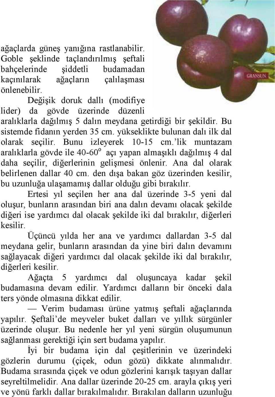 yükseklikte bulunan dalı ilk dal olarak seçilir. Bunu izleyerek 10-15 cm. lik muntazam aralıklarla gövde ile 40-60 o açı yapan almaşıklı dağılmış 4 dal daha seçilir, diğerlerinin gelişmesi önlenir.