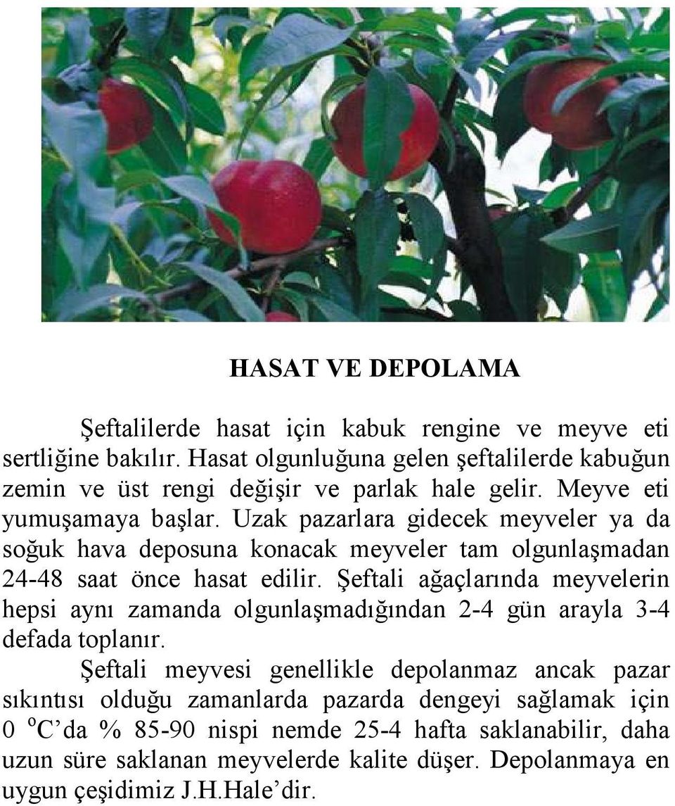 Uzak pazarlara gidecek meyveler ya da soğuk hava deposuna konacak meyveler tam olgunlaşmadan 24-48 saat önce hasat edilir.