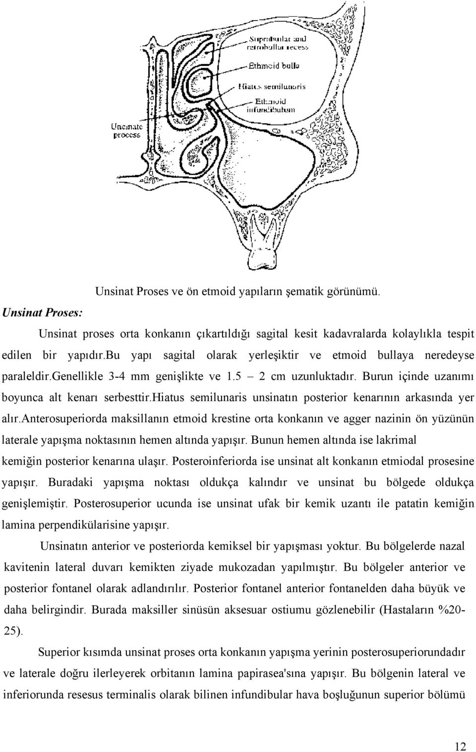 hiatus semilunaris unsinatın posterior kenarının arkasında yer alır.
