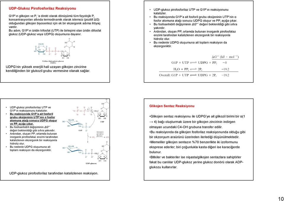 UDP-glukoz pirofosforilaz UTP ve G1P ın reaksiyonunu katalizler. Bu reaksiyonda G1P a ait fosforil grubu oksijeninin UTP nin α fosfor atomuna atağı sonucu UDPG oluşur ve PP i açığa çıkar.