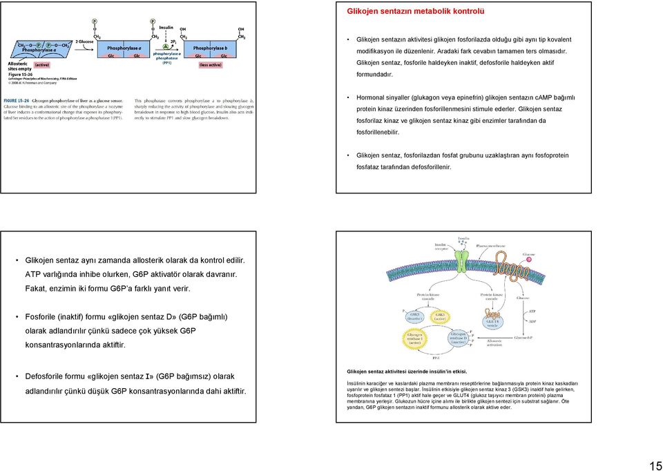 Hormonal sinyaller (glukagon veya epinefrin) glikojen sentazın camp bağımlı protein kinaz üzerinden fosforillenmesini stimule ederler.