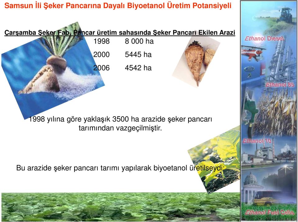 ha 2006 4542 ha 1998 yılına göre yaklaşık 3500 ha arazide şeker pancarı