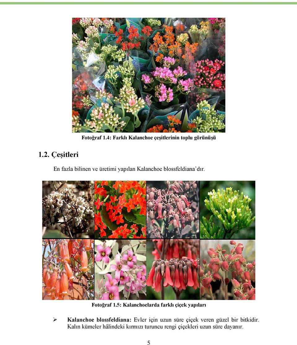 5: Kalanchoelarda farklı çiçek yapıları Kalanchoe blossfeldiana: Evler için uzun süre
