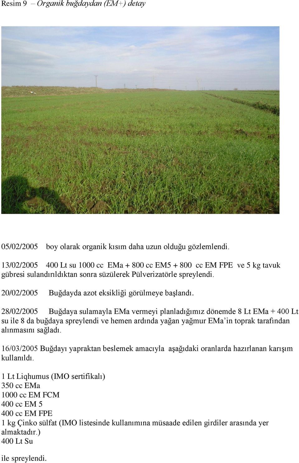 28/02/2005 Buğdaya sulamayla EMa vermeyi planladığımız dönemde 8 Lt EMa + 400 Lt su ile 8 da buğdaya spreylendi ve hemen ardında yağan yağmur EMa in toprak tarafından alınmasını sağladı.