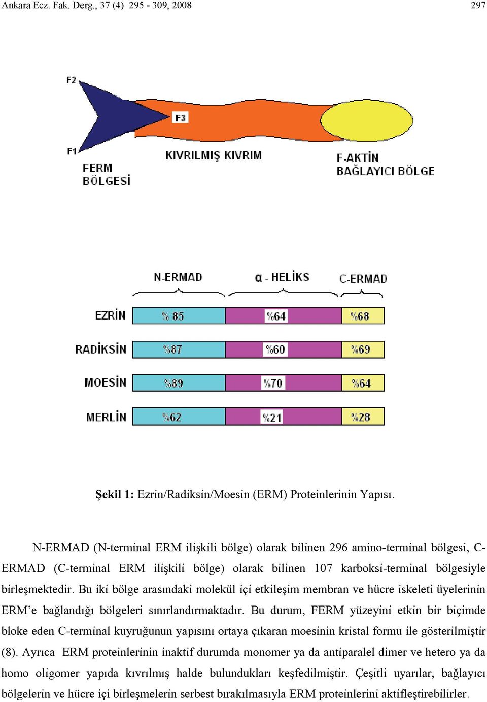 Bu iki bölge arasındaki molekül içi etkileşim membran ve hücre iskeleti üyelerinin ERM e bağlandığı bölgeleri sınırlandırmaktadır.