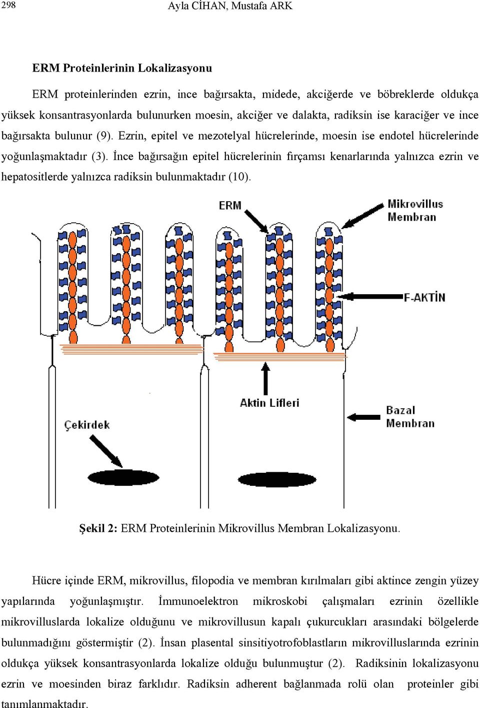 İnce bağırsağın epitel hücrelerinin fırçamsı kenarlarında yalnızca ezrin ve hepatositlerde yalnızca radiksin bulunmaktadır (10). Şekil 2: ERM Proteinlerinin Mikrovillus Membran Lokalizasyonu.