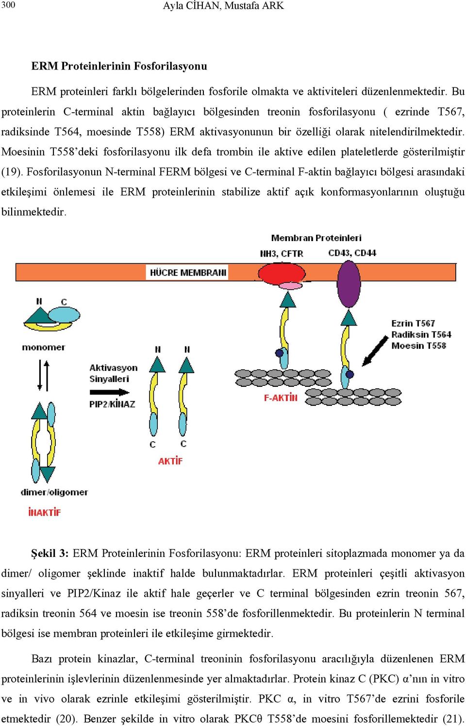 Moesinin T558 deki fosforilasyonu ilk defa trombin ile aktive edilen plateletlerde gösterilmiştir (19).