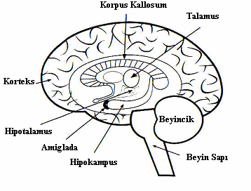 Şekil 2.1.