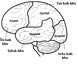 Şekil 2.2. Beyin Lobları (Jensen,1998, s.