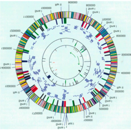 1995- İlk Bakteriyel üm enomun Dizilenmesi Haemophilus influenzae ve