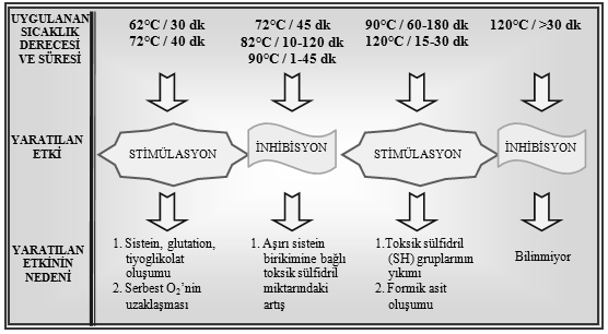 Şekil 1.13: Isı uygulamasına bağlı olarak yoğurt starter bakterilerinin stimülasyon/ inhibisyon döngüsü 1.5.3. Isıl İşlemin Sütün Fiziksel ve Kimyasal Özelliklerine Etkisi Yoğurt sütüne uygulanan ısıl işlem sırasında sütte birçok değişiklik meydana gelmektedir.