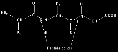 bir OH ayrılır, diğer amino asidin amino grubunda ayrılan H ile birleşir. İki amino asit bu kilde bağlandıktan sonra bir molekül su açığa çıkar.