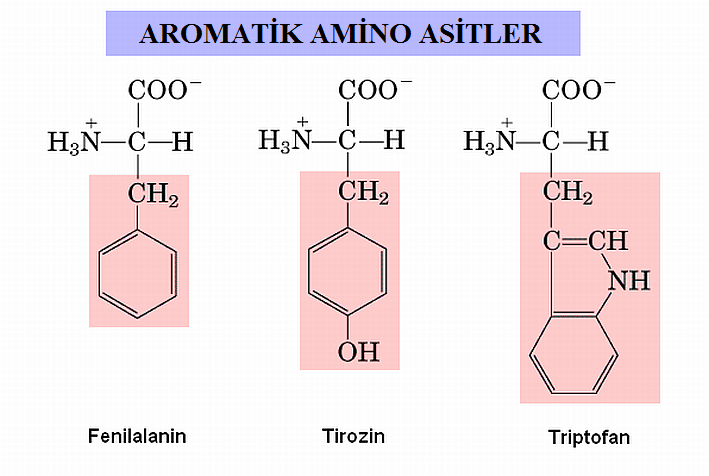 Şekil 2.18Aromatik amino asitler. 2.7.2.2 Polar Olmayan Alifatik Amino Asitler Bu amino asitler apolardır. Yan zincirlerinde hidrofobik özellik gösteren radiklal grup bulundururlar.
