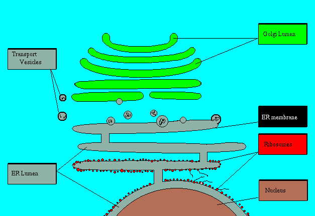 ENDOPLAZMİK RETİKULUM Endoplazmik retikulum lipid, protein (ribozomlar aracılığı ile) ve kompleks karbonhidratların yapım yeridir.