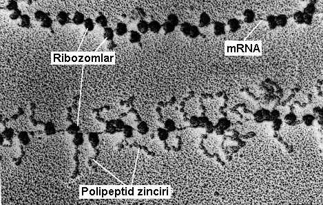 Bir hücre için protein sentezi çok önemlidir, bu yüzden de hücrede binlerce ribozom bulunur.