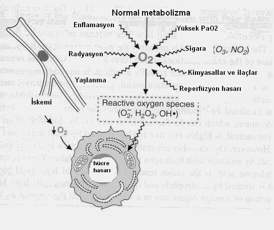20 Şekil 2.5. Reaktif oksijen ürünlerinin oluşumu ve etkisi (66). 2.2.1.