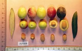 Ayvalık: Ege Bölgesi nin kuzeyinde Edremit Körfezi çevresindeki bütün zeytinlikler bu çeşitten oluşur. Meyvesi erken olgunlaşır ve soğuğa karşı kısmen dayanıklıdır.