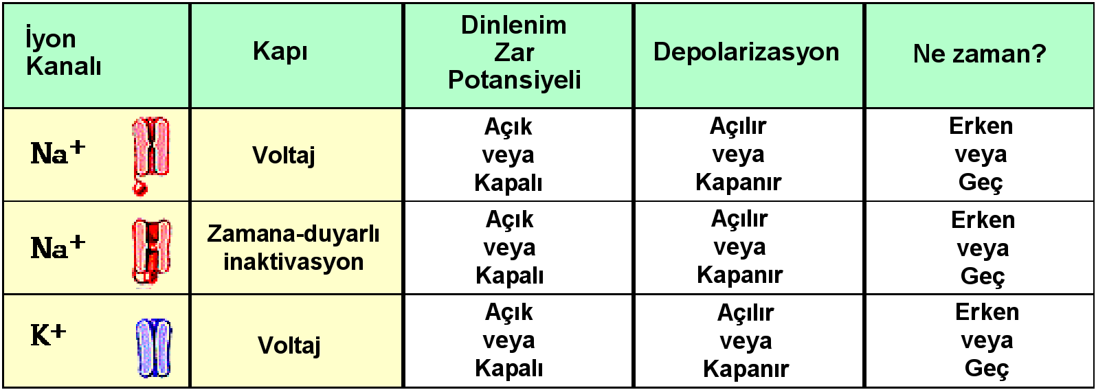 Şekil 4-13 Arasınav Sorusu 3: İletim Hızı Multiple Sclerosis li hastalarda aksiyon potansiyeli iletim probleminin belirleyin.