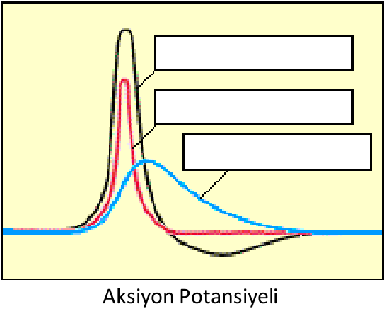 Madde 11. Hiperpolarizasyon Çok sayıda nöronda, yavaş voltaj-kapılı potasyum kanalları hücre repolarize olduktan sonra açık kalır.