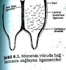 Meme şekli-büyüklüğü ineğin kalıtsal yapısı, yaşı, süt verim düzeyi,