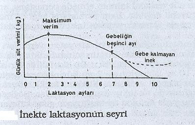 İnek hiç kuruya çıkartılmayacak olursa