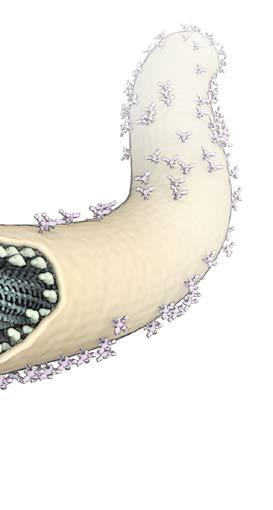 Etken Etken virüs Filoviridae ailesi, Ebola cinsi içinde yer alır Tek iplikçikli, zarflı RNA virüsü Beş alt türü bulunmaktadır Bundibugyo virüsü (Bundibugyo ebolavirus ) Ebola virüsü (Zaire