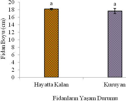 Şekil 5. Hayatta kalan ve kuruyan Toros sediri fidanlarının kök boğazı çapı ortalamaları ± standart hataları (ortak harfe sahip ortalamalar α=0,05 düzeyinde birbirlerinden farklı değildir).