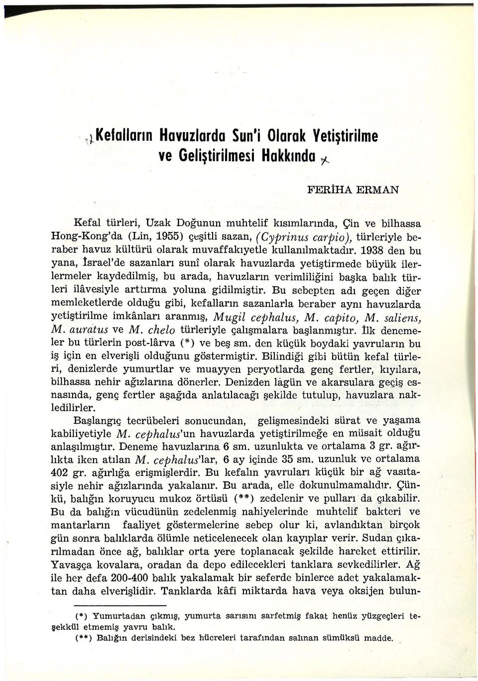 1938 den bu yana, îsrael'de sazanları sunî olarak havuzlarda yetiştirmede büyük ilerlermeler kaydedilmiş, bu arada, havuzların verimliliğini başka balık türleri ilâvesiyle arttırma yoluna gidilmiştir.