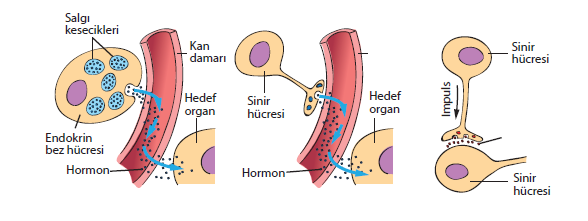 ENDOKRİN SİSTEM Canlılarda kararlı bir iç dengenin (homeostasi) sağlanmasında ve yaşamsal faaliyetlerin sürdürülmesinde sinir sistemi ve endokrin sistem birlikte görev alır.