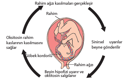 ENDOKRİN KONTROL MEKANİZMASI Endokrin bezlerin birbirini etkileyerek kandaki hormon düzeyinin ayarlanmasına geri bildirim (feed-back) denir.