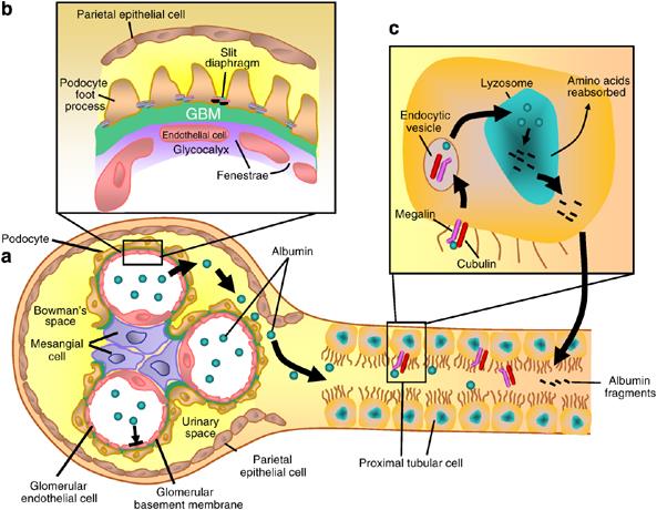 Proximal tübüler ultrafiltrat düşük MA protein ve albumin içerir. Albumin proximal tübüllerde endositoz yoluyla geri emilir.