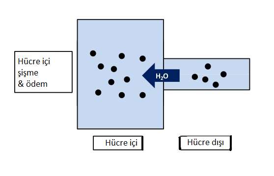 Hiponatremi & Santral Sinir Sistemi Etkileri