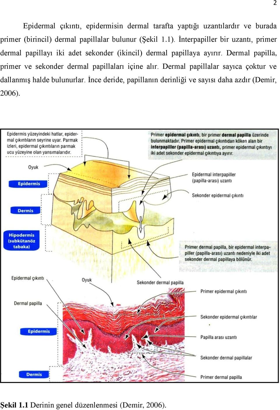 Dermal papilla, primer ve sekonder dermal papillaları içine alır.