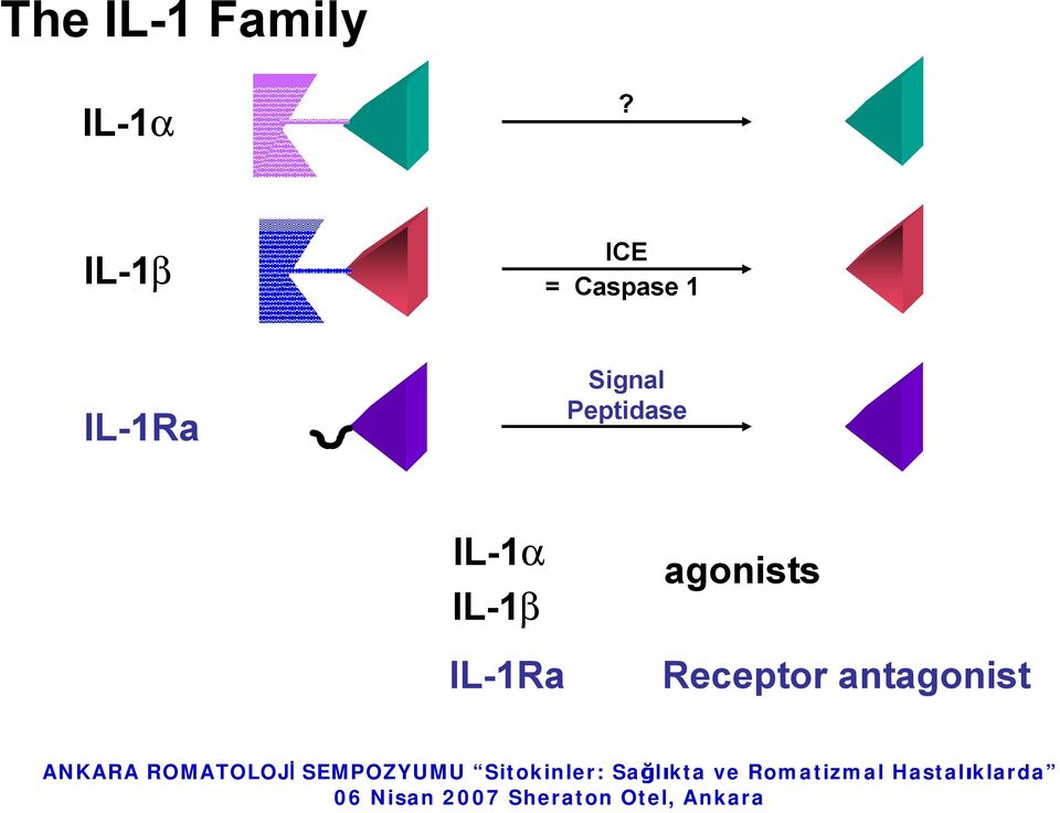 Signal Peptidase IL-1a IL-1b