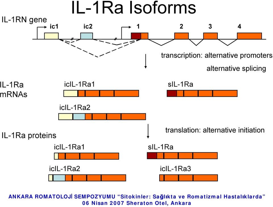 sil-1ra alternative splicing IL-1Ra proteins icil-1ra1