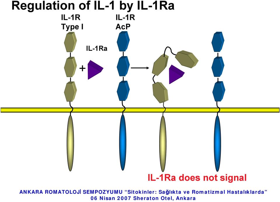 IL-1R AcP IL-1Ra + +