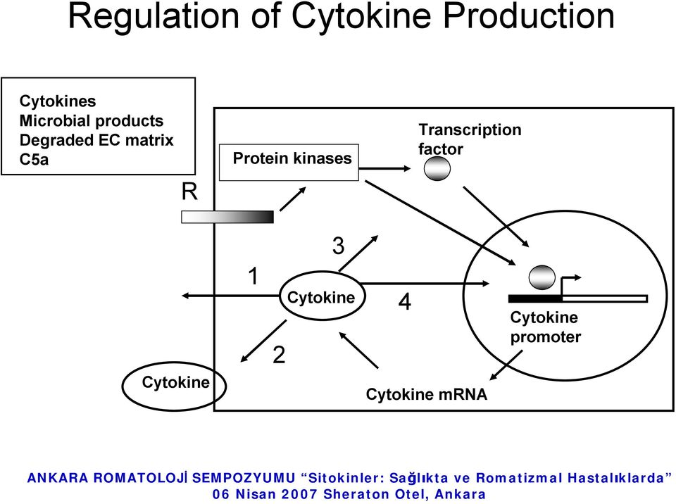 Protein kinases Transcription factor R