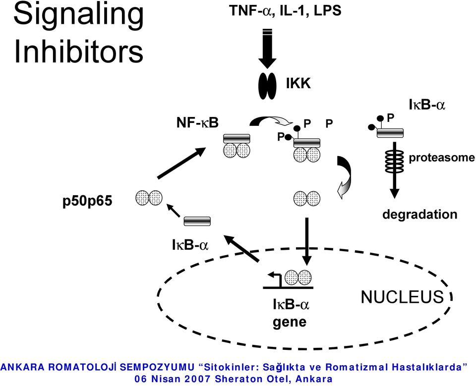 IkB-a proteasome p50p65