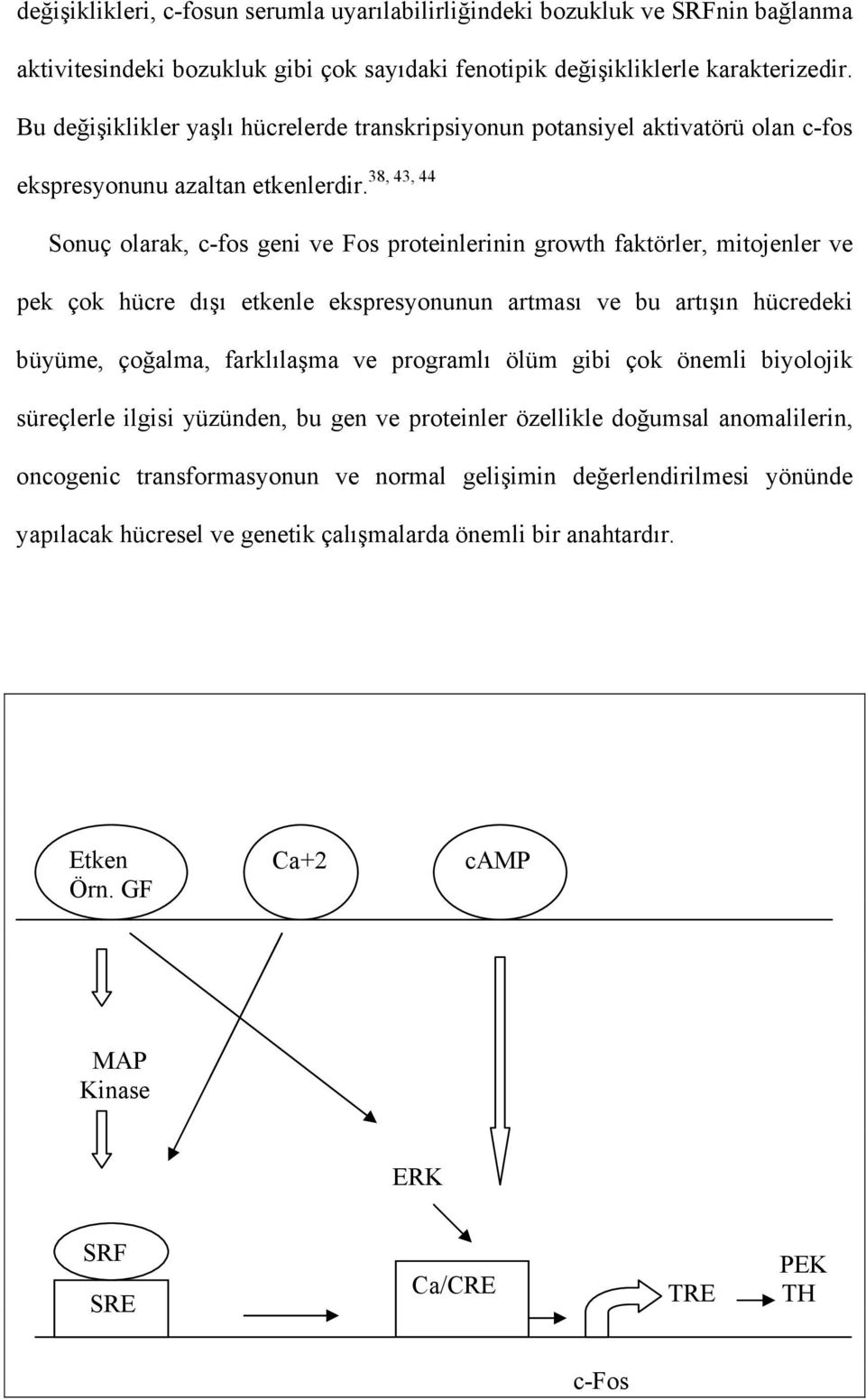 Sonuç olarak, c-fos geni ve Fos proteinlerinin growth faktörler, mitojenler ve pek çok hücre dışı etkenle ekspresyonunun artması ve bu artışın hücredeki büyüme, çoğalma, farklılaşma ve programlı ölüm