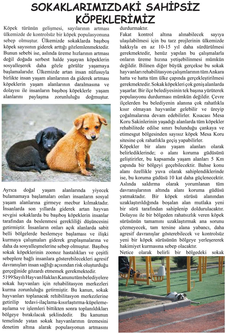 Bunun sebebi ise, aslında üreme hızlarının artması değil doğada serbest halde yaşayan köpeklerin sosyalleşerek daha gözle görülür yaşamaya başlamalarıdır.