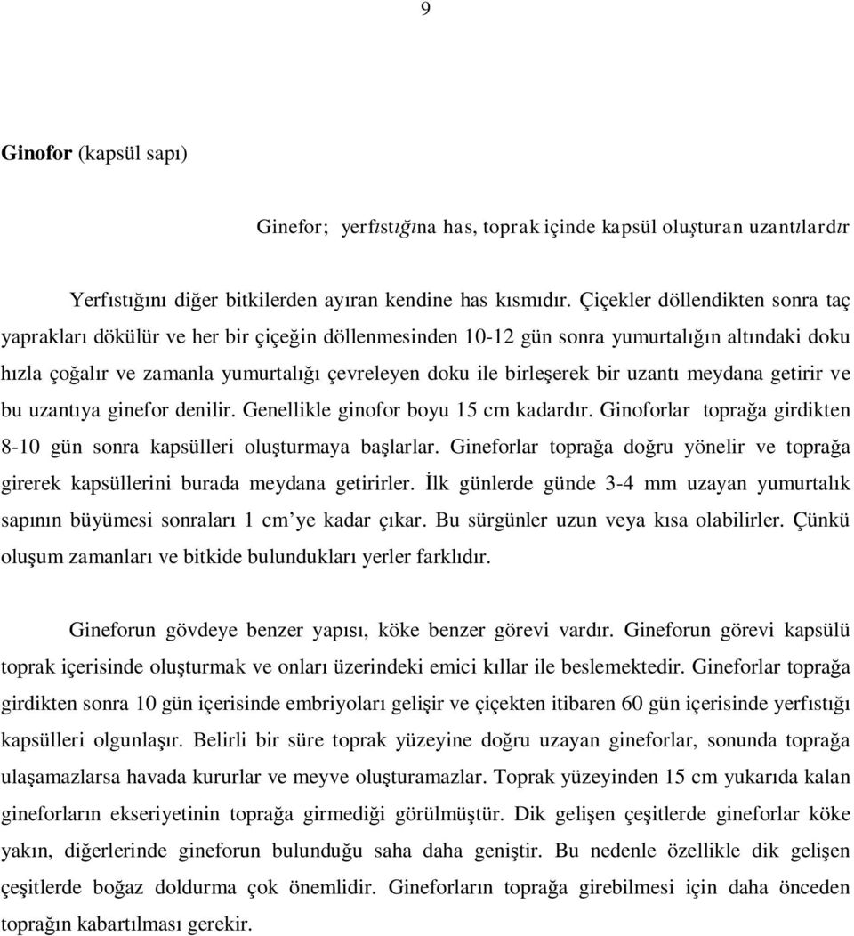 meydana getirir ve bu uzant ya ginefor denilir. Genellikle ginofor boyu 15 cm kadard r. Ginoforlar topra a girdikten 8-10 gün sonra kapsülleri olu turmaya ba larlar.