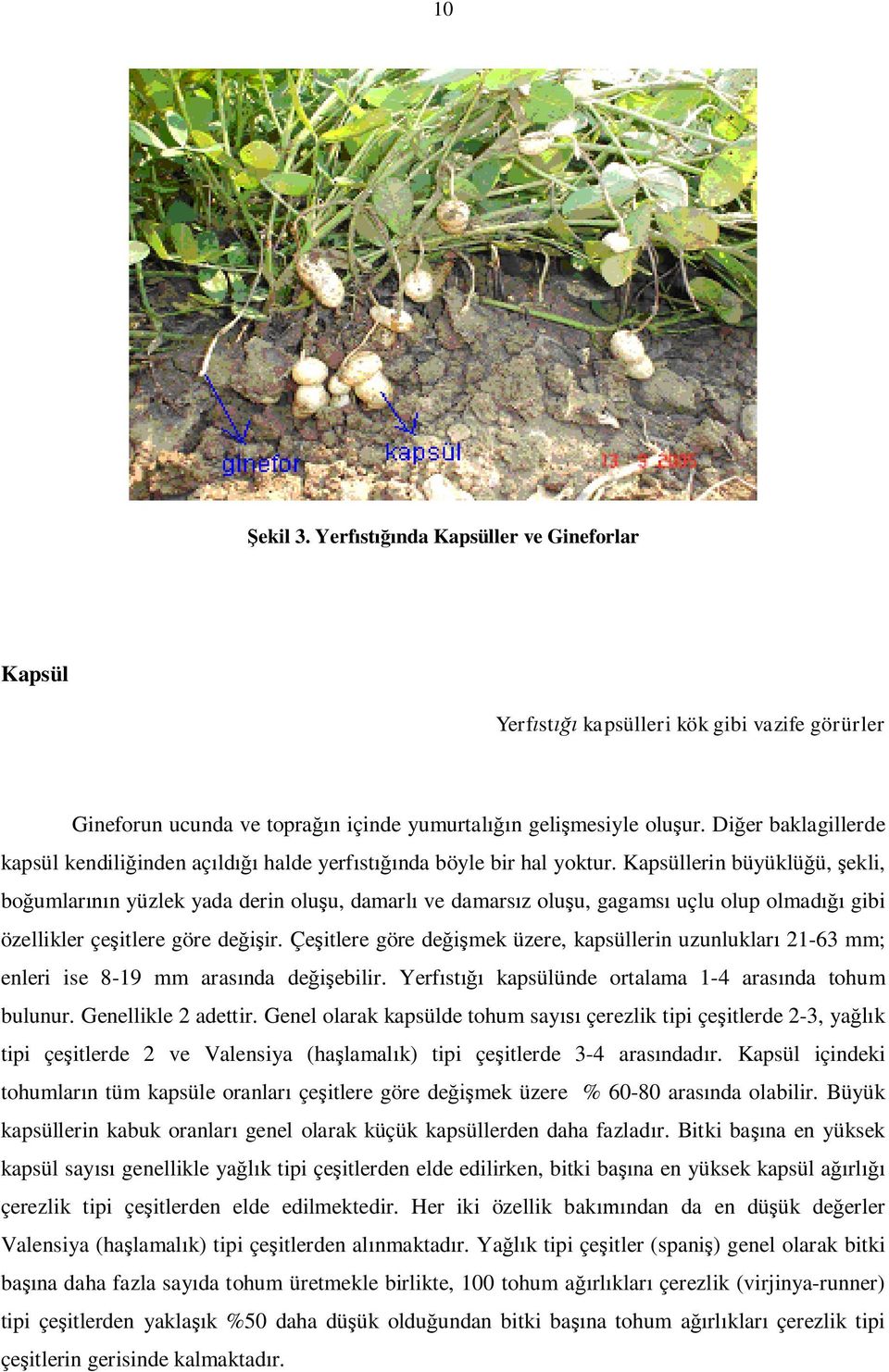 Kapsüllerin büyüklü ü, ekli, bo umlar n yüzlek yada derin olu u, damarl ve damars z olu u, gagams uçlu olup olmad gibi özellikler çe itlere göre de ir.