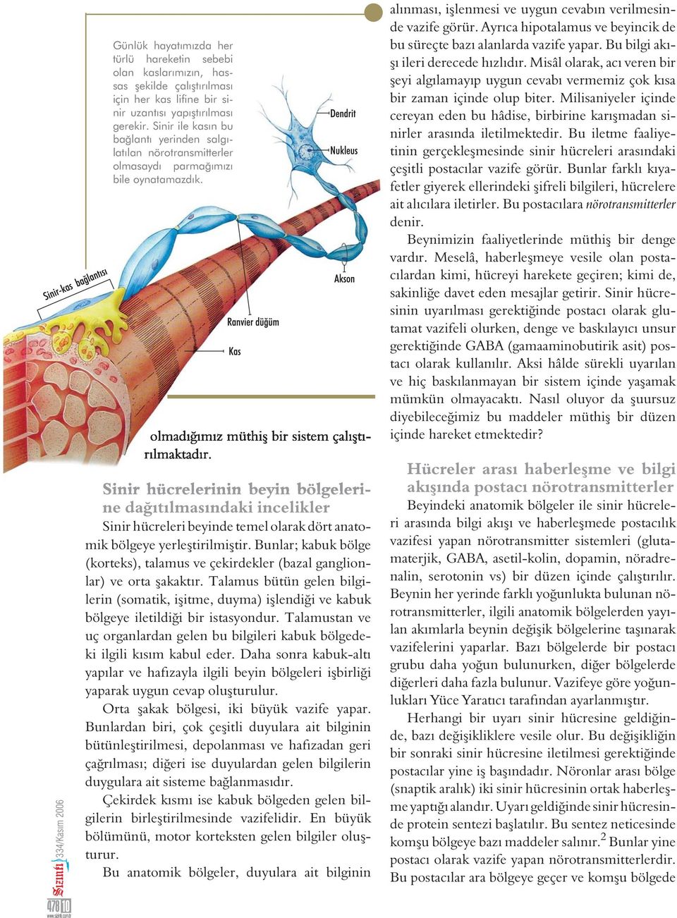 Sinir hücrelerinin beyin bölgelerine da ıtılmasındaki incelikler Sinir hücreleri beyinde temel olarak dört anatomik bölgeye yerle tirilmi tir.