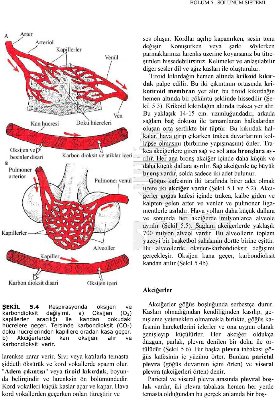 Bu iki çıkıntının ortasında krikotiroid membran yer alır, bu tiroid kıkırdağın hemen altında bir çöküntü şeklinde hissedilir (Şekil 5.3). Krikoid kıkırdağın altında trakea yer alır.