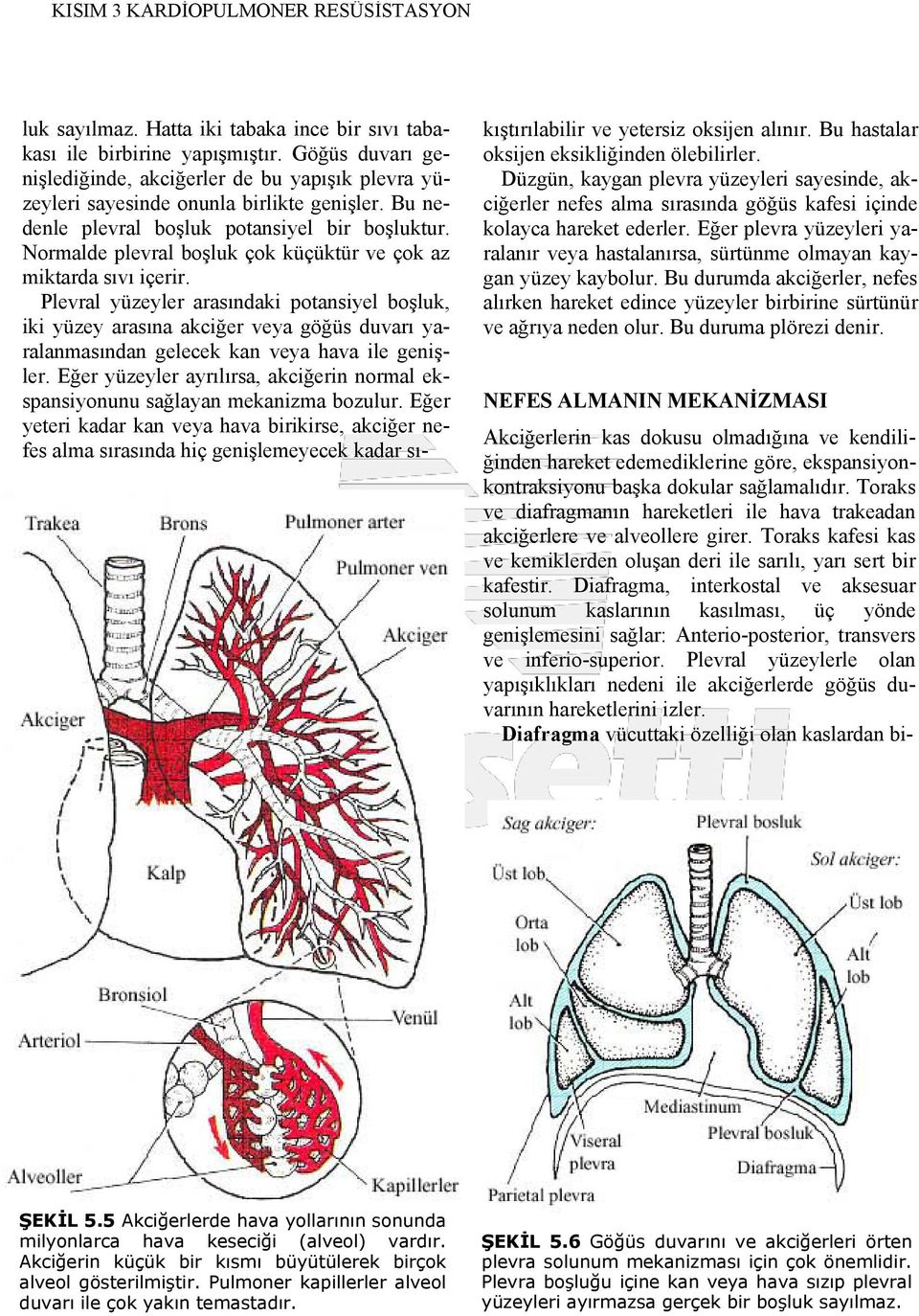 Normalde plevral boşluk çok küçüktür ve çok az miktarda sıvı içerir.