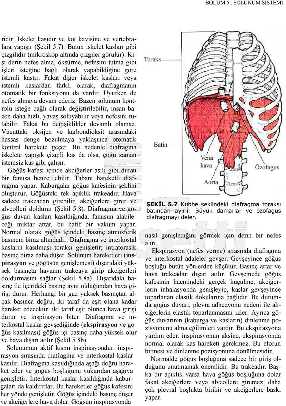 Fakat diğer iskelet kasları veya istemli kaslardan farklı olarak, diafragmanın otomatik bir fonksiyonu da vardır. Uyurken de nefes almaya devam ederiz.