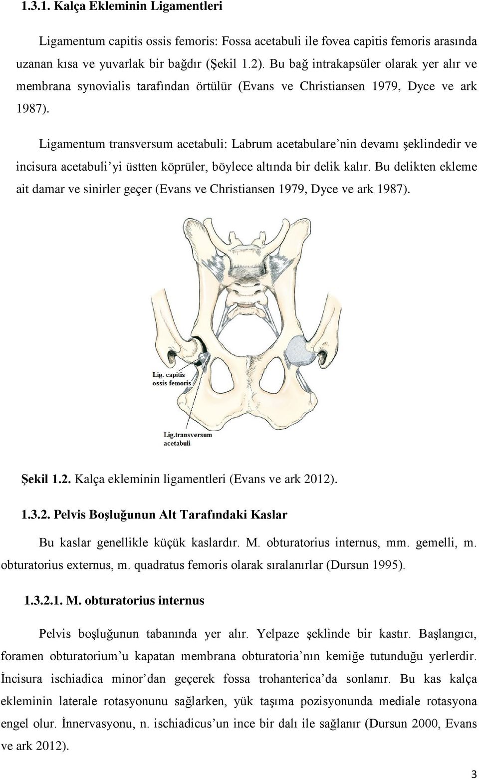 Ligamentum transversum acetabuli: Labrum acetabulare nin devamı şeklindedir ve incisura acetabuli yi üstten köprüler, böylece altında bir delik kalır.