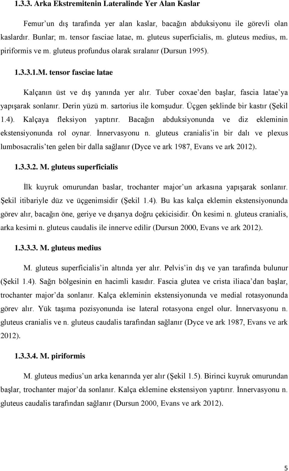 Tuber coxae den başlar, fascia latae ya yapışarak sonlanır. Derin yüzü m. sartorius ile komşudur. Üçgen şeklinde bir kastır (Şekil 1.4). Kalçaya fleksiyon yaptırır.